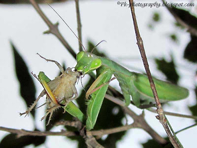 Praying Mantis with Prey