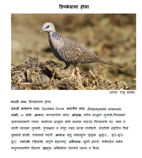 spotted dove thipkevala hola bird information in marathi