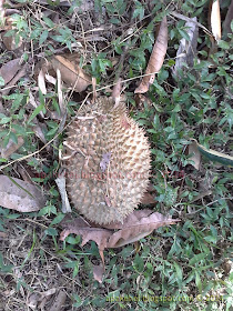 Durian kampung