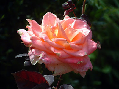 A bright orange rose against a dark leafy background