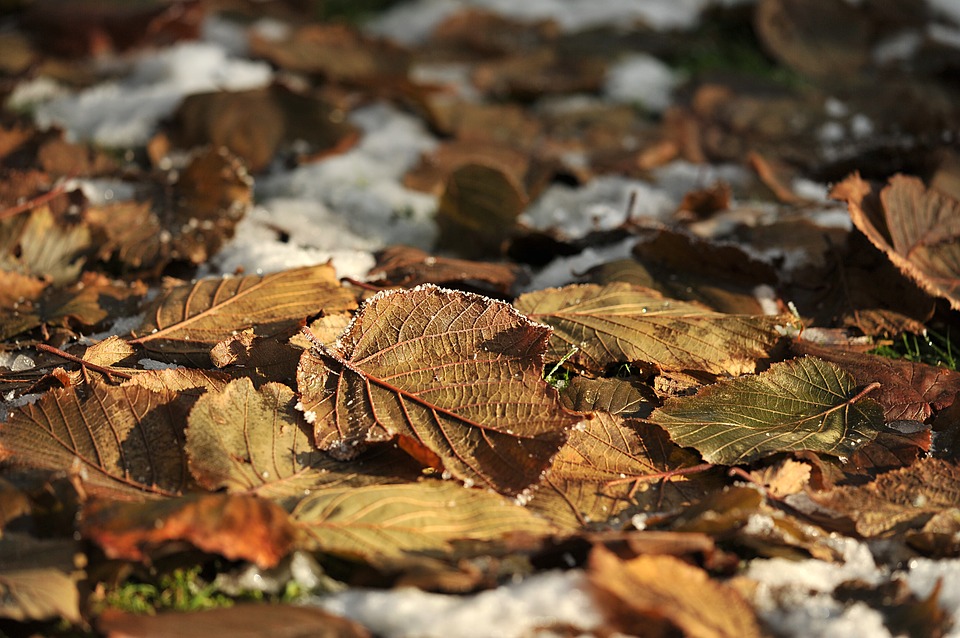 Don't Let Your Garden Fall To Ruins This Winter.