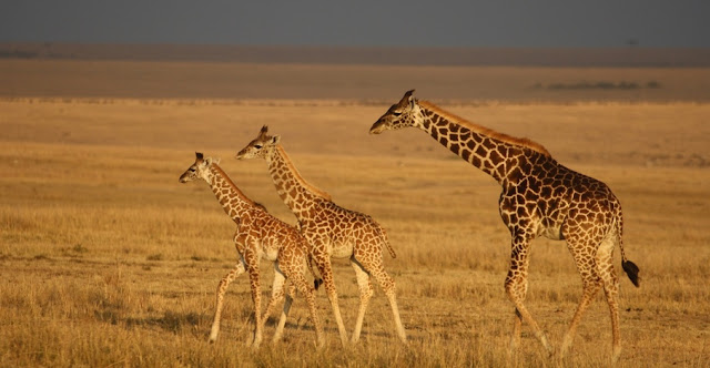 Masai Mara National Park Wild Animals Giraffe 1