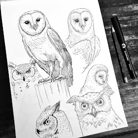 07-Different-species-of-owls-Animal-Drawings-Eve-Berthelette-www-designstack-co