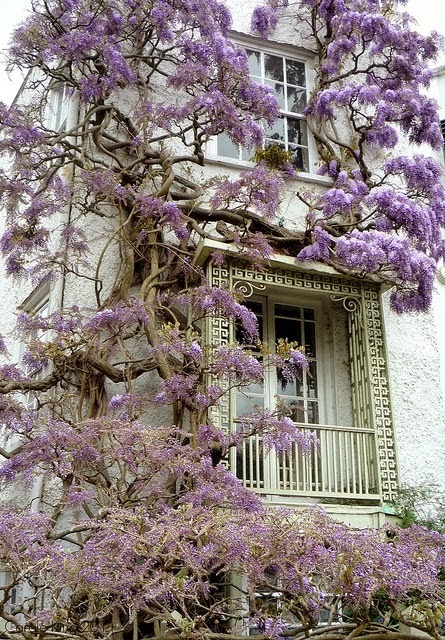 decorate flowers on walls