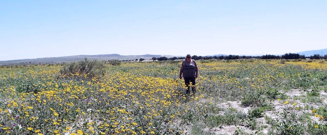 Anza Borrego Desert Bloom