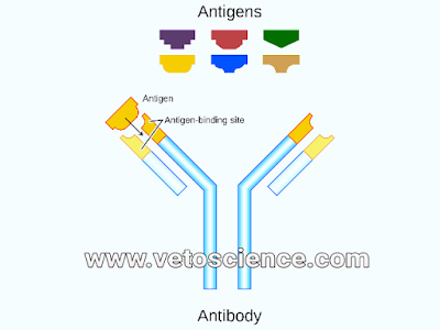 What is Antigen in hindi