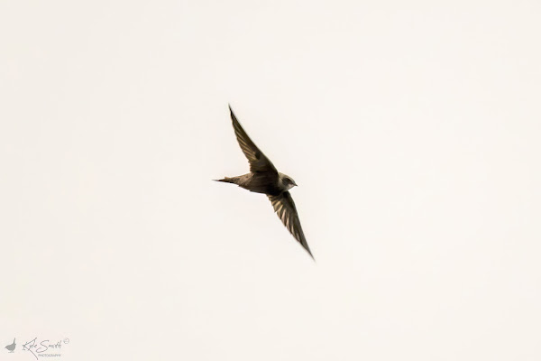 Pallid swift