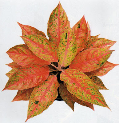 Tanaman Hias Aglaonema