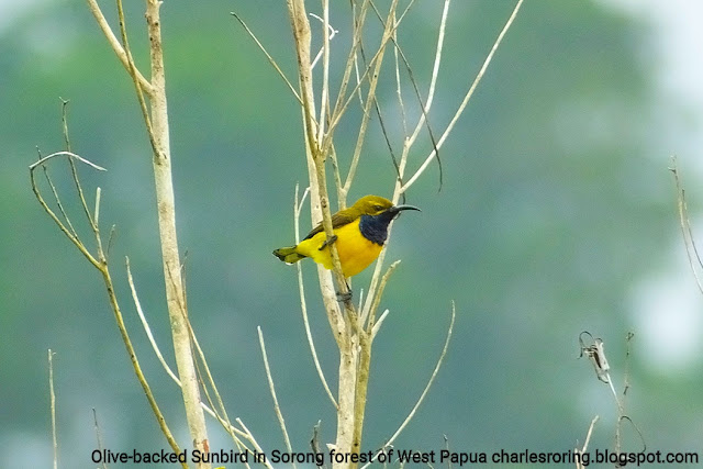 Birdwatching in Sorong