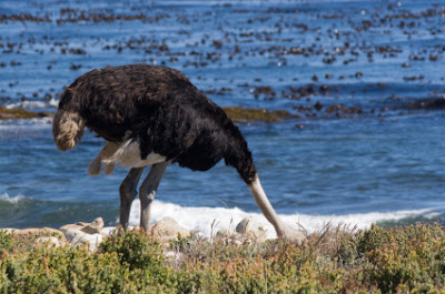 ostrich eats plants hide her head