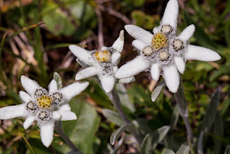 [Asteraceae] Leontopodium alpinum – Edelweiss (Stella alpina)