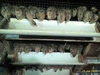 satria quails farm