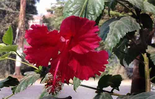 gudhal-hibiscus-medicinal-properties