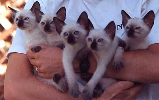 Cat Breeds, Siamese Cats, Pet Insurance Health