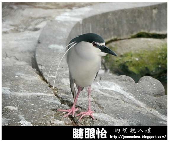 新竹市立動物園16