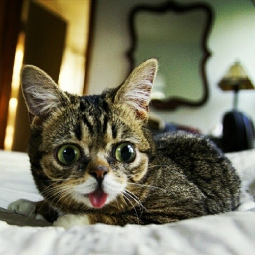 Lil Bub is a Nature's Happy Accident cat, cute lil bub, lil bub pictures