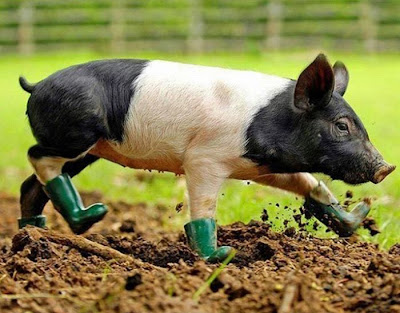 Cute Animal on Cute Animals In Boots