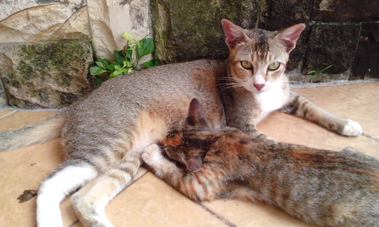 Intan Nor Mazzuin Muezza Kucing Khunsa