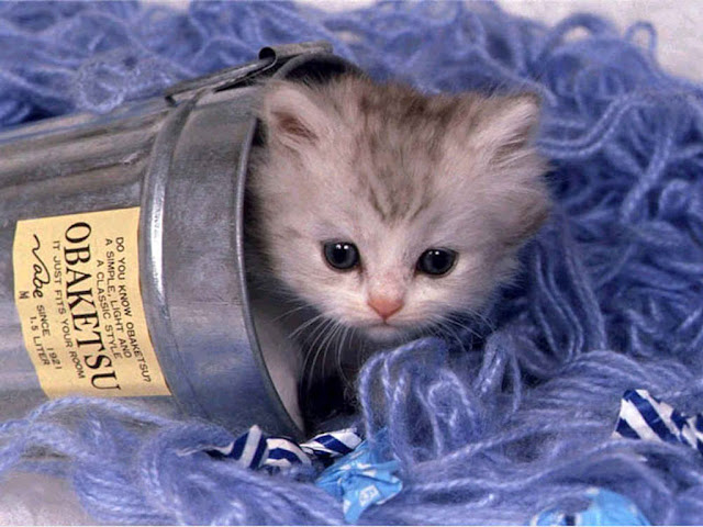 Cute Kittens HD Wallpaper Free Download