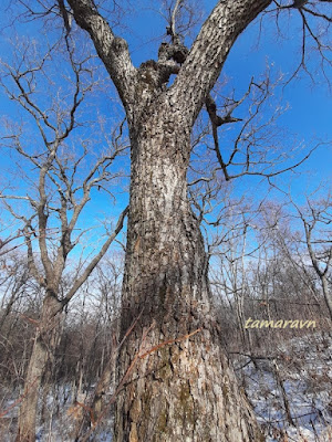 Липа амурская (Tilia amurensis)