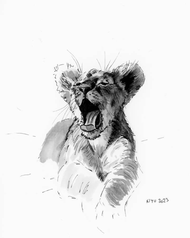 07-Yawning-lion-cub-Animal-Drawings-Nuria-Lluch-www-designstack-co