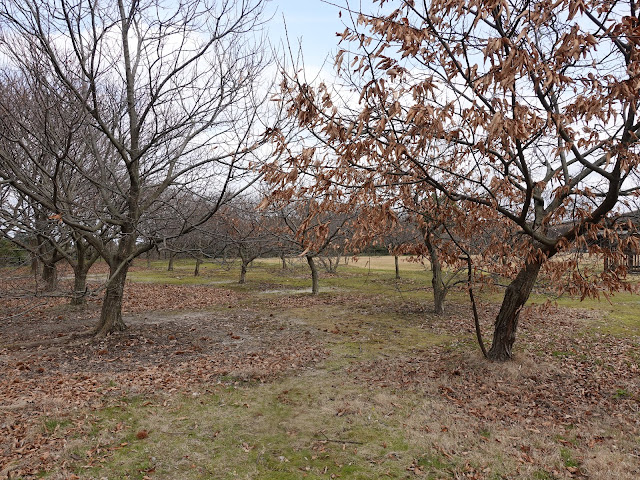 むきばんだ史跡公園　弥生の館むきばんだの芝生け広場