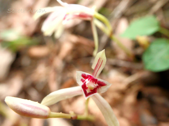 Cymbidium macrorhizon