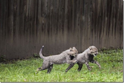 these_funny_animals_1003_640_35