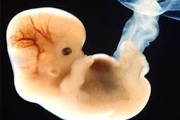 Fetal Development In Week 9