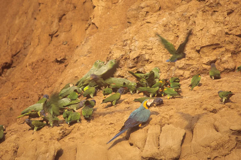 Tambopata National Reserve