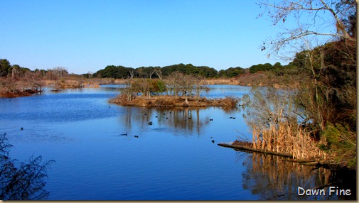 harris neck nwr_111