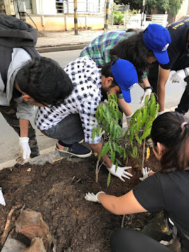 Tree Plantation