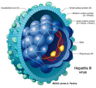 Pengobatan herbal untuk hepatitis B HBSAG Positif