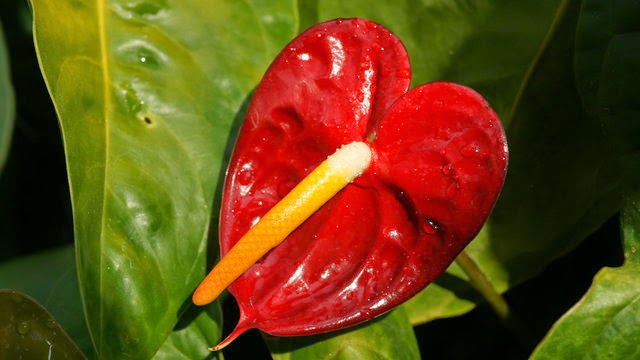 Manfaat dan Khasiat Bunga Kuping Gajah (Anthurium andreanum Linden)