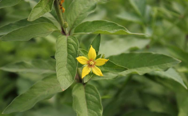 Lysimachia Punctata Flowers