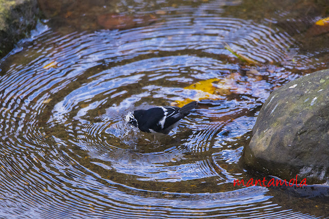 Little Forktail 