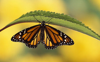 Butterfly Desktop wallpapers