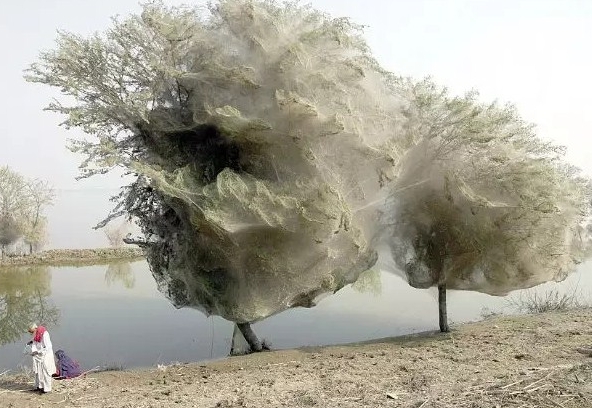 Pohon yang Diselimuti Jaring Laba-Laba di Pakistan