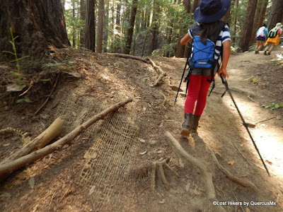 Recuperación de suelos en el Chown trail - Redwood Regional Park