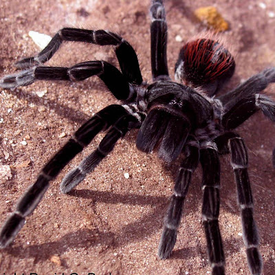 Tarantula Wallpapers