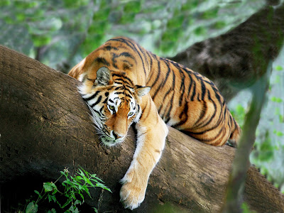 Tiger hd Wallpaper 57