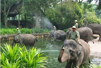 singapore zoo, kebung binatang singapura, Singapore Zoological Gardens, Mandai Zoo, wisata di singapore, bermain bersama gajah