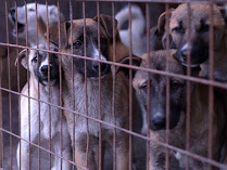 The photo shows a group of dogs sitting in a cage. Dogs of different breeds and sizes, but they all have a sad and scared look. Some of them are lying on the dirty floor, while others are standing close to each other.