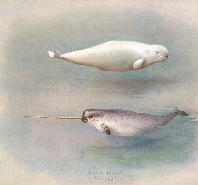 2D: NARWHAL