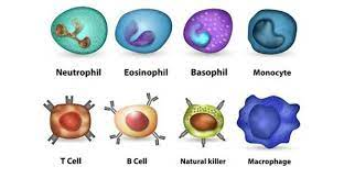 Our immune cells are