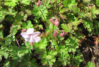 pink geranium