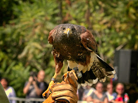 NYC Raptor Fest 2022