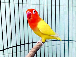 BURUNG LOVEBIRD LUTHINO MM