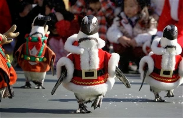Penguin Santa Parade