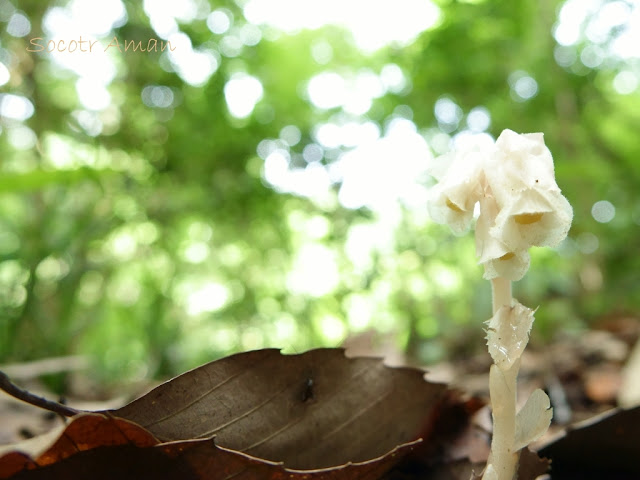 Monotropa hypopithys